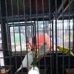 Pet Supermarket