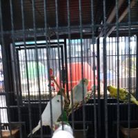 Pet Supermarket ico