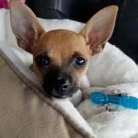 Croton-on-Hudson Veterinary ico