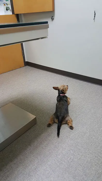 Rockland Veterinary Care - North Rockland Picture 2