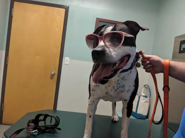 Rockland Veterinary Care - North Rockland Picture 3
