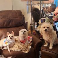Family Veterinary Care ico