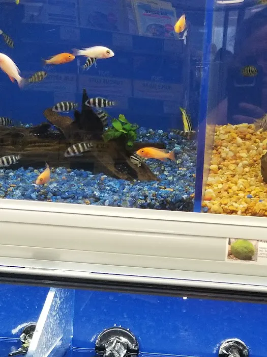 Pet Supermarket Picture 10