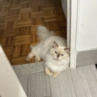 Millwood Animal Hospital ico