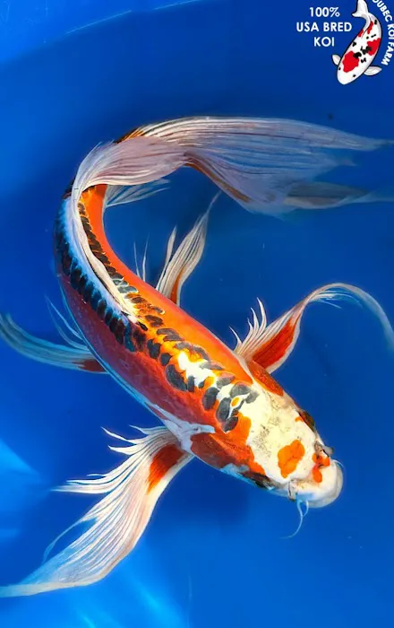 Aqua Life Picture 2