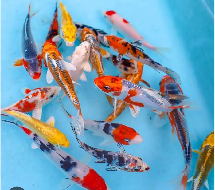 Aqua Life Picture 1