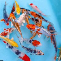 Aqua Life ico
