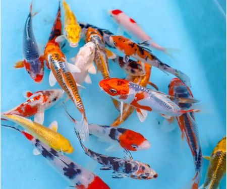 Aqua Life
