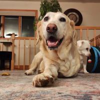 Hopewell Animal Hospital ico