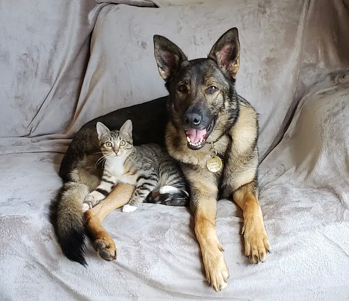 A.C.E. Veterinary Hospital Picture 9
