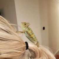 Charmin's Pet Store LLC ico
