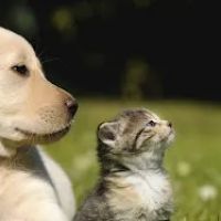 Dutchess Animal Clinic ico