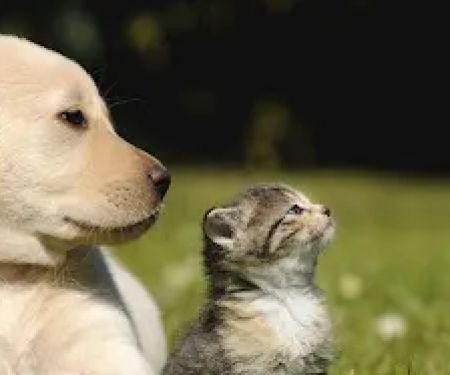 Dutchess Animal Clinic