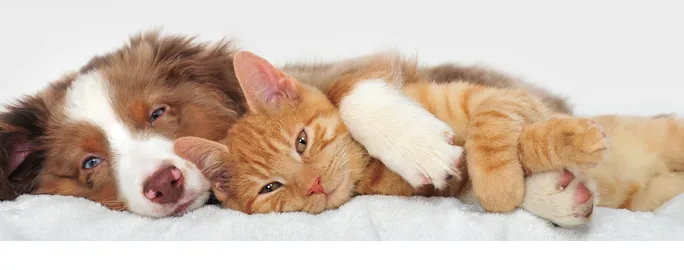 Dutchess Animal Clinic Picture 5