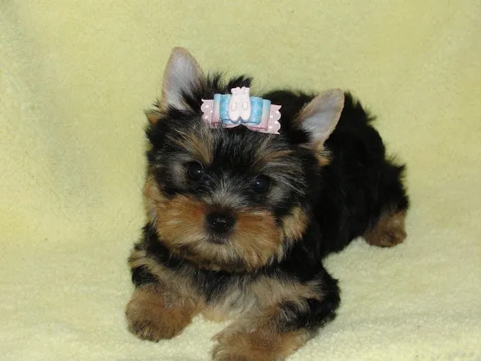 Elite Puppies Picture 1
