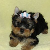 Elite Puppies ico