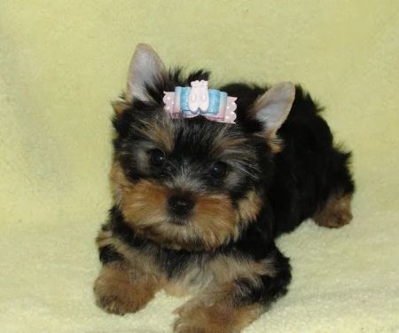 Elite Puppies