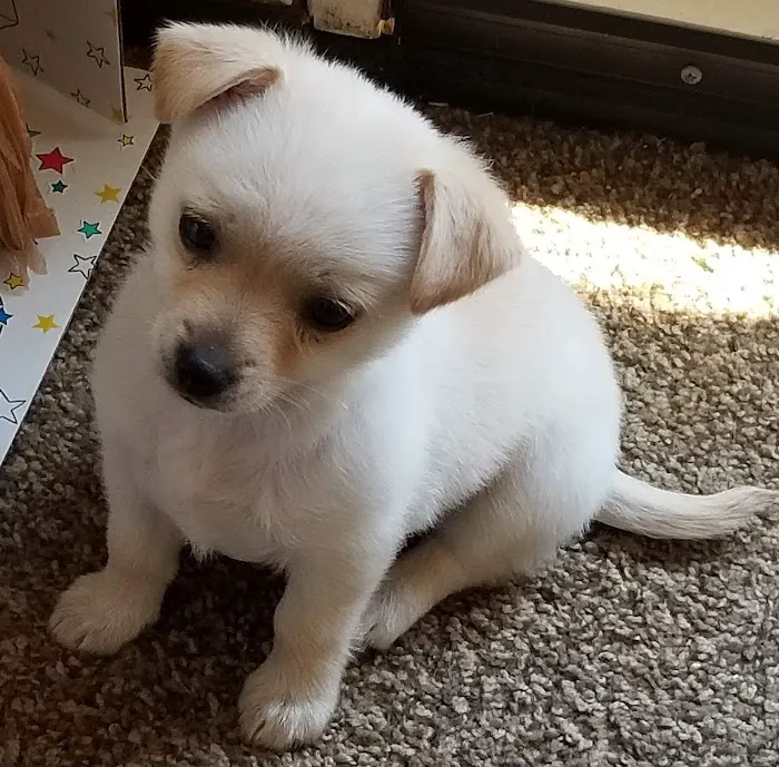 Elite Puppies Picture 8