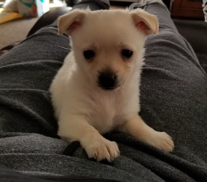 Elite Puppies Picture 9