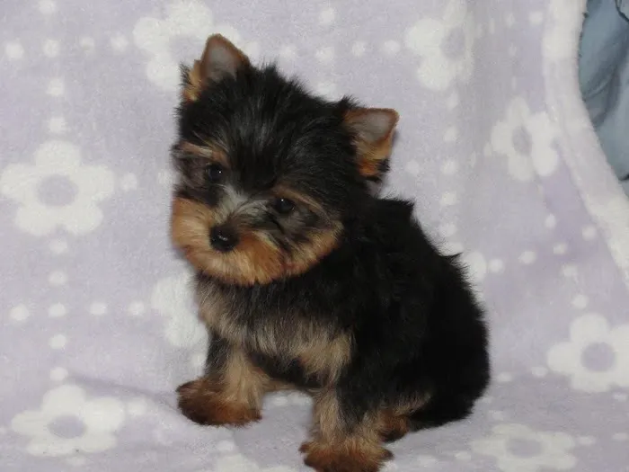Elite Puppies Picture 5