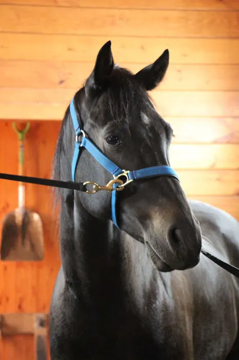 Advanced Equine of the Hudson Valley Picture 9