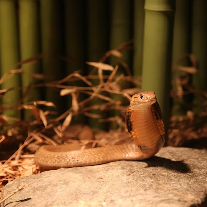 Kernersville Reptile Zoo, Medical Center & Pet Store Picture 6