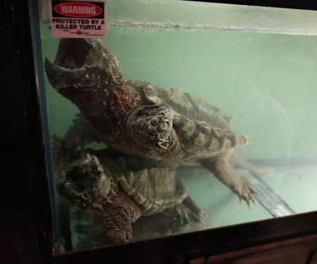 Kernersville Reptile Zoo, Medical Center & Pet Store