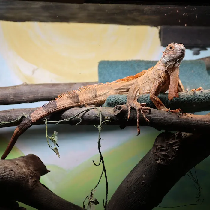 Kernersville Reptile Zoo, Medical Center & Pet Store Picture 4
