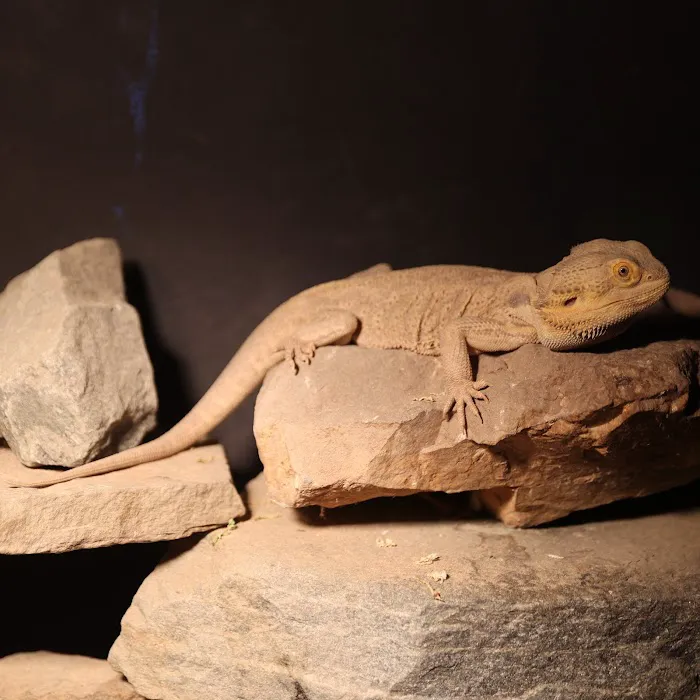 Kernersville Reptile Zoo, Medical Center & Pet Store Picture 7