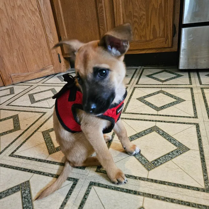 Companion Pet Hospital of Carmel Picture 8