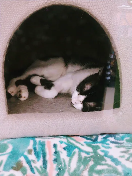 Petco Picture 5
