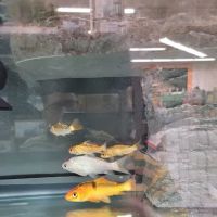 Petco ico