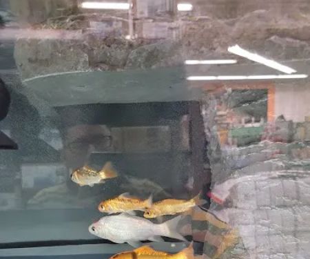 Petco
