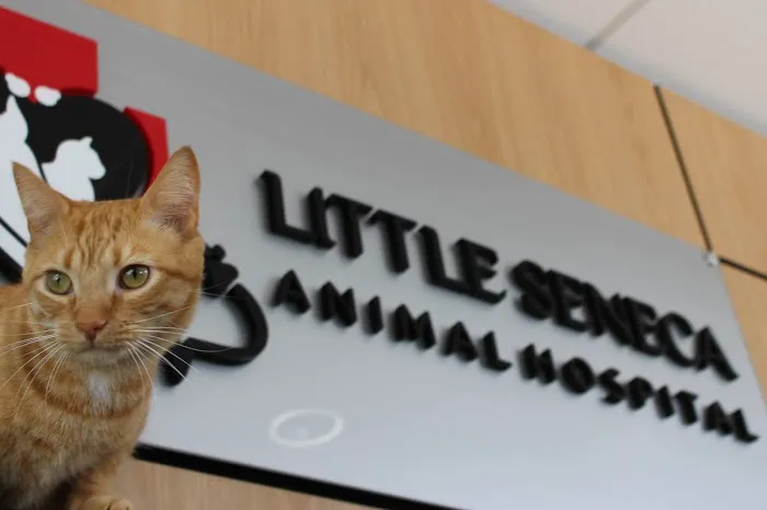 Little Seneca Animal Hospital Picture 3