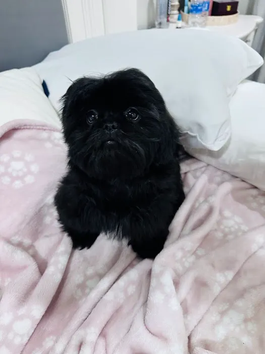 Dream Puppies Pet Store Picture 1