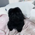 Dream Puppies Pet Store