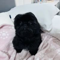 Dream Puppies Pet Store ico
