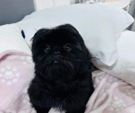 Dream Puppies Pet Store