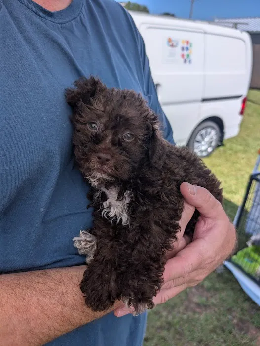 Dream Puppies Pet Store Picture 2