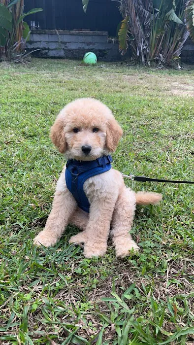 Dream Puppies Pet Store Picture 7
