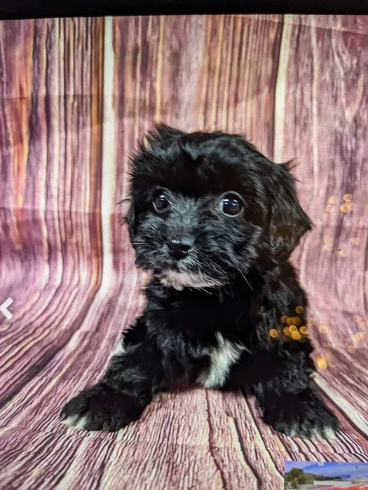 Dream Puppies Pet Store Picture 9
