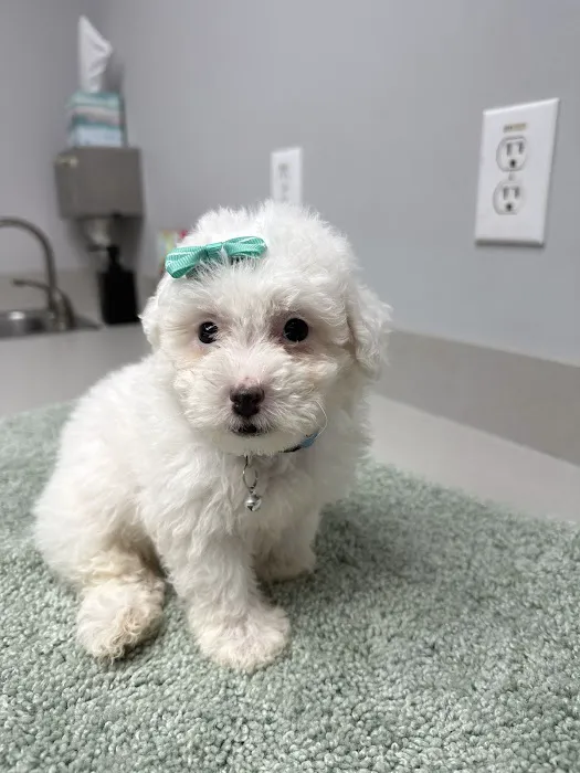 Dream Puppies Pet Store Picture 6