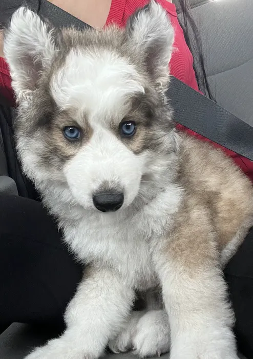 Dream Puppies Pet Store Picture 10