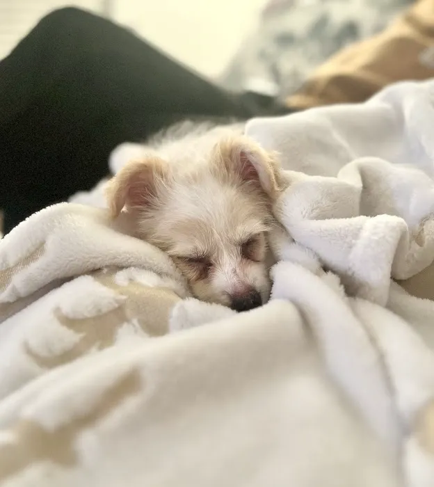 Dream Puppies Pet Store Picture 8