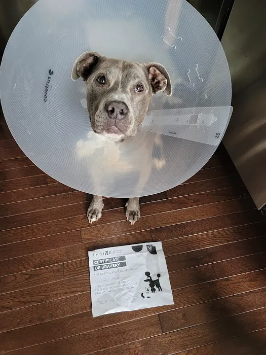 Thrive Pet Healthcare - Germantown Picture 7