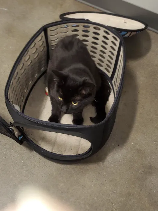 Thrive Pet Healthcare - Germantown Picture 10