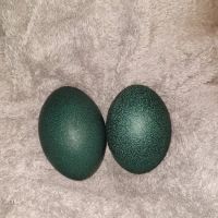 GOD Creations Patterson Peafowl Farm ico