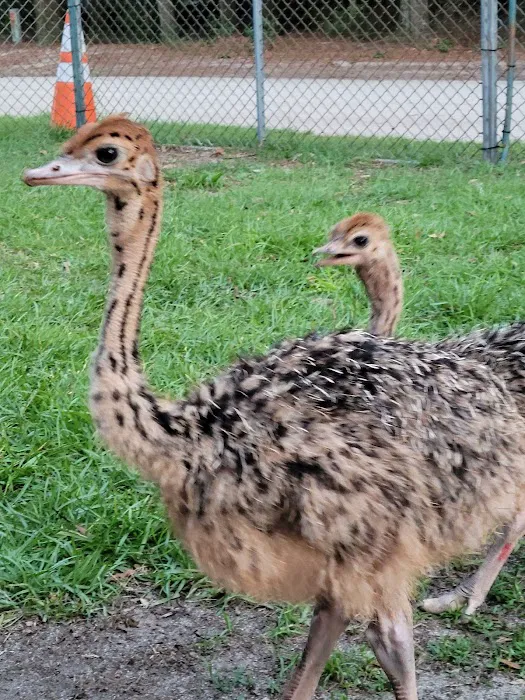 GOD Creations Patterson Peafowl Farm Picture 2
