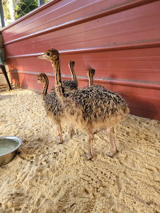 GOD Creations Patterson Peafowl Farm Picture 3