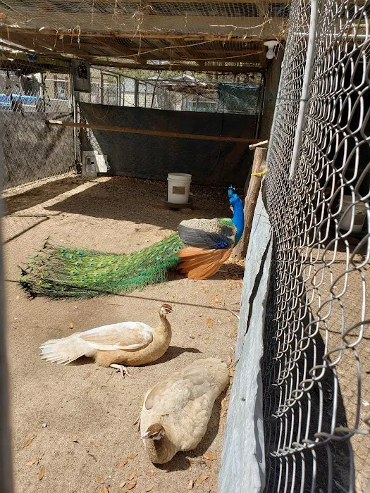 GOD Creations Patterson Peafowl Farm Picture 4